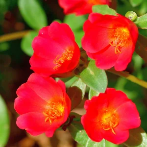 Scarlet Shades Purslane Seeds - Portulaca oleracea - 30 Seeds - Scarlet Red Blooms - Full Sun Ground Cover - Image 11