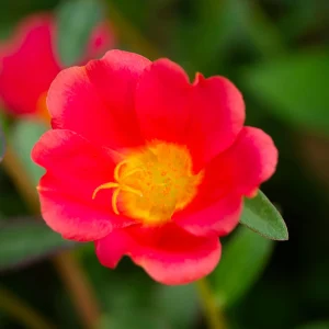 Scarlet Shades Purslane Seeds - Portulaca oleracea - 30 Seeds - Scarlet Red Blooms - Full Sun Ground Cover - Image 12