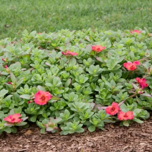 Scarlet Shades Purslane Seeds - Portulaca oleracea - 30 Seeds - Scarlet Red Blooms - Full Sun Ground Cover - Image 13