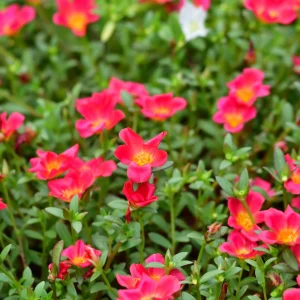 Scarlet Shades Purslane Seeds - Portulaca oleracea - 30 Seeds - Scarlet Red Blooms - Full Sun Ground Cover - Image 14