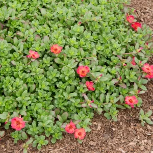 Scarlet Shades Purslane Seeds - Portulaca oleracea - 30 Seeds - Scarlet Red Blooms - Full Sun Ground Cover - Image 15