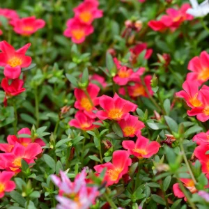 Scarlet Shades Purslane Seeds - Portulaca oleracea - 30 Seeds - Scarlet Red Blooms - Full Sun Ground Cover - Image 16