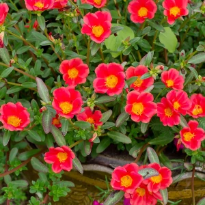 Scarlet Shades Purslane Seeds - Portulaca oleracea - 30 Seeds - Scarlet Red Blooms - Full Sun Ground Cover - Image 17