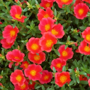 Scarlet Shades Purslane Seeds - Portulaca oleracea - 30 Seeds - Scarlet Red Blooms - Full Sun Ground Cover - Image 4
