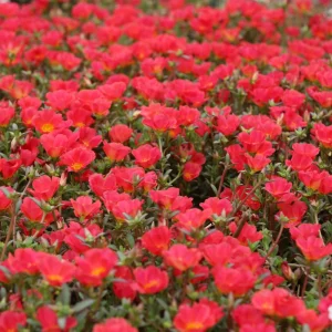 Scarlet Shades Purslane Seeds - Portulaca oleracea - 30 Seeds - Scarlet Red Blooms - Full Sun Ground Cover - Image 5