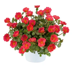 Scarlet Shades Purslane Seeds - Portulaca oleracea - 30 Seeds - Scarlet Red Blooms - Full Sun Ground Cover - Image 6