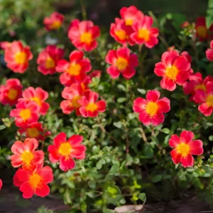 Scarlet Shades Purslane Seeds - Portulaca oleracea - 30 Seeds - Scarlet Red Blooms - Full Sun Ground Cover - Image 7