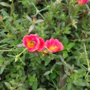 Scarlet Shades Purslane Seeds - Portulaca oleracea - 30 Seeds - Scarlet Red Blooms - Full Sun Ground Cover - Image 9