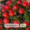 Scarlet Shades Purslane Seeds - Portulaca oleracea - 30 Seeds - Scarlet Red Blooms - Full Sun Ground Cover - Image 1