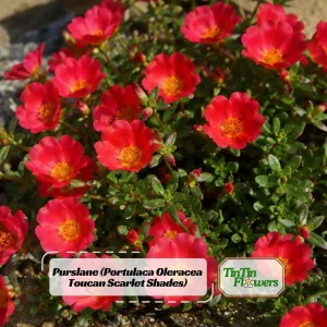 Scarlet Shades Purslane Seeds - Portulaca oleracea - 30 Seeds - Scarlet Red Blooms - Full Sun Ground Cover - Image 1