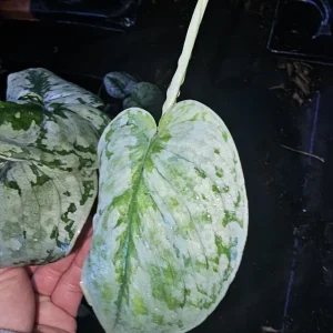 Scindapsus Pictus Exotica Live Plant - Potted Houseplant, 4 inch Pot - Image 2