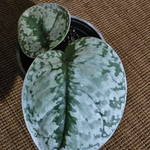 Scindapsus Pictus Exotica Live Plant - Potted Houseplant, 4 inch Pot - Image 3