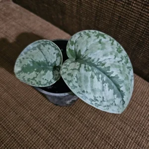 Scindapsus Pictus Exotica Live Plant - Potted Houseplant, 4 inch Pot - Image 4