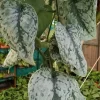 Scindapsus Pictus Exotica Live Plant - Potted Houseplant, 4 inch Pot - Image 1