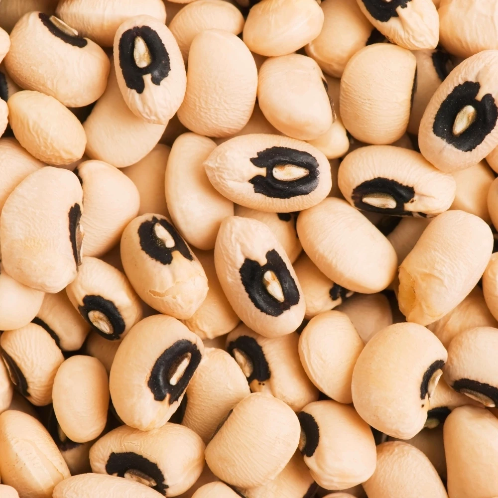 Semillas de guisantes de ojo negro - Variedad de caupí tradicional - Frijoles de mata baja de alto rendimiento - Frijoles cremosos de ojo oscuro fáciles de cultivar para el jardín - Image 14