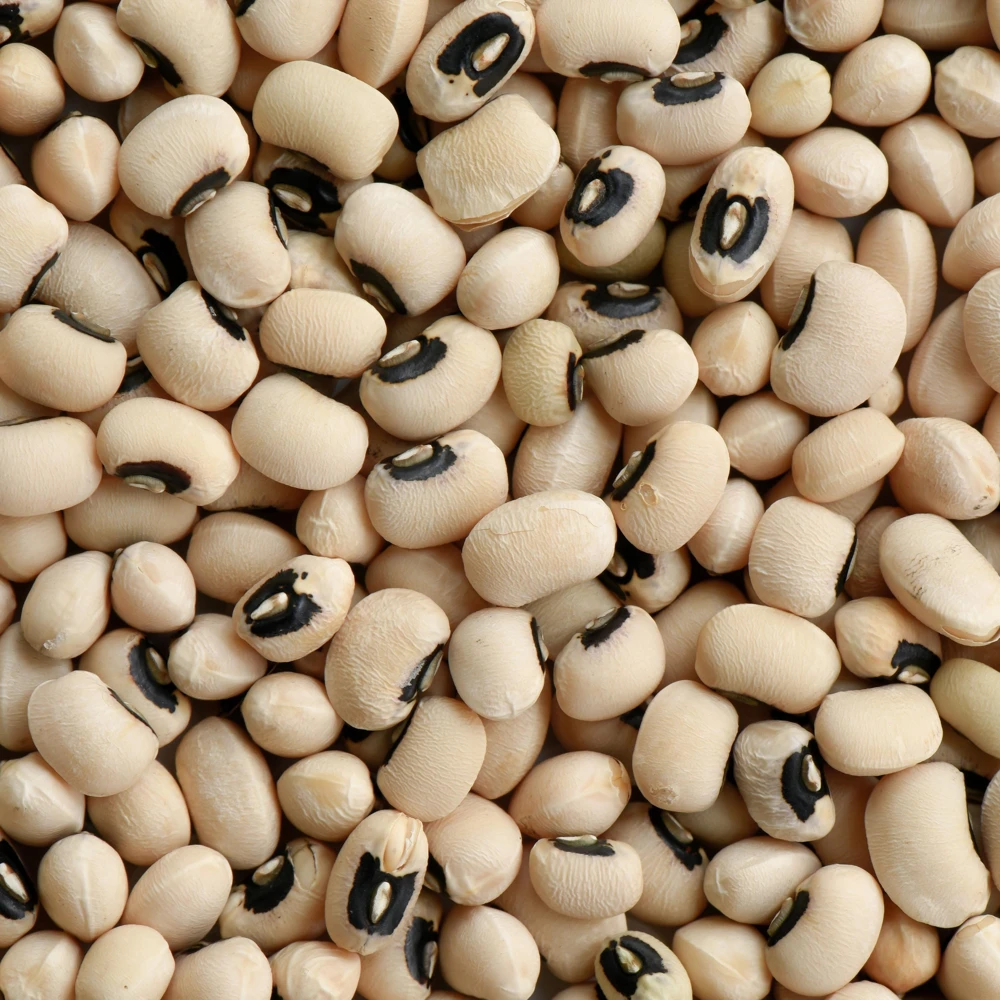 Semillas de guisantes de ojo negro - Variedad de caupí tradicional - Frijoles de mata baja de alto rendimiento - Frijoles cremosos de ojo oscuro fáciles de cultivar para el jardín - Image 6