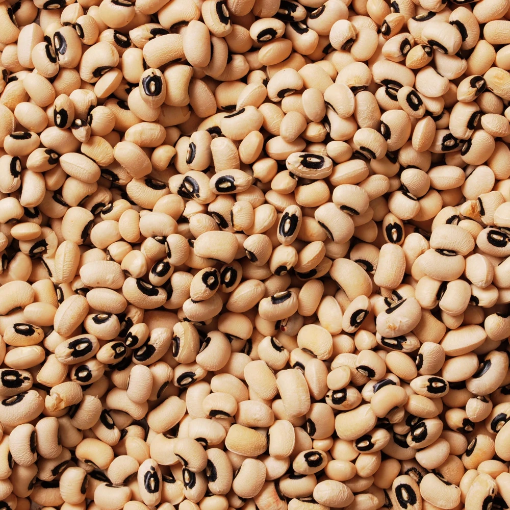 Semillas de guisantes de ojo negro - Variedad de caupí tradicional - Frijoles de mata baja de alto rendimiento - Frijoles cremosos de ojo oscuro fáciles de cultivar para el jardín - Image 7