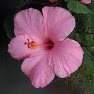 Seminole Pink Hibiscus Seeds - Tropical Flowering Shrub - 30 Seeds - Image 10