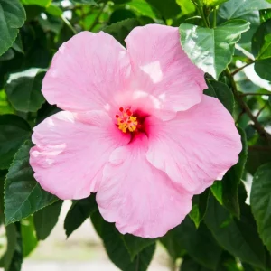 Seminole Pink Hibiscus Seeds - Tropical Flowering Shrub - 30 Seeds - Image 11