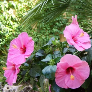Seminole Pink Hibiscus Seeds - Tropical Flowering Shrub - 30 Seeds - Image 12