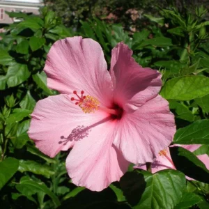 Seminole Pink Hibiscus Seeds - Tropical Flowering Shrub - 30 Seeds - Image 14