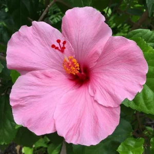 Seminole Pink Hibiscus Seeds - Tropical Flowering Shrub - 30 Seeds - Image 2