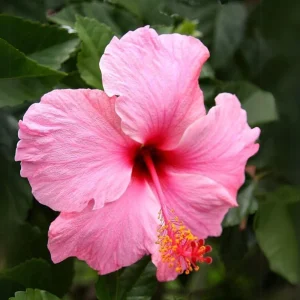 Seminole Pink Hibiscus Seeds - Tropical Flowering Shrub - 30 Seeds - Image 3