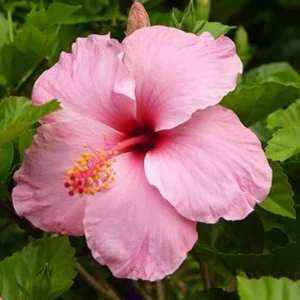 Seminole Pink Hibiscus Seeds - Tropical Flowering Shrub - 30 Seeds - Image 4