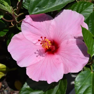 Seminole Pink Hibiscus Seeds - Tropical Flowering Shrub - 30 Seeds - Image 5
