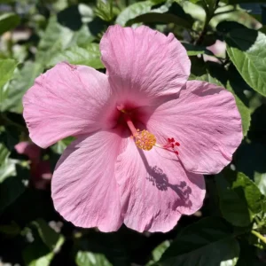 Seminole Pink Hibiscus Seeds - Tropical Flowering Shrub - 30 Seeds - Image 6