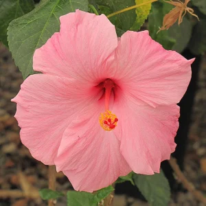 Seminole Pink Hibiscus Seeds - Tropical Flowering Shrub - 30 Seeds - Image 7