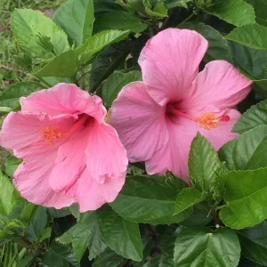 Seminole Pink Hibiscus Seeds - Tropical Flowering Shrub - 30 Seeds - Image 8