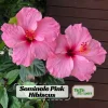Seminole Pink Hibiscus Seeds - Tropical Flowering Shrub - 30 Seeds - Image 1
