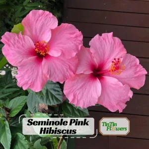 Seminole Pink Hibiscus Seeds - Tropical Flowering Shrub - 30 Seeds - Image 1