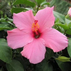 Seminole Pink Hibiscus Seeds - Tropical Flowering Shrub - 30 Seeds - Image 9