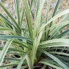Set of 2 Aztec Grass Live Plants 4 inch Pot - Ornamental Border Grass - Image 1