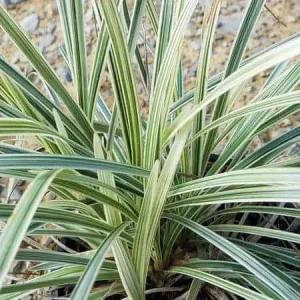 Set of 2 Aztec Grass Live Plants 4 inch Pot - Ornamental Border Grass - Image 1