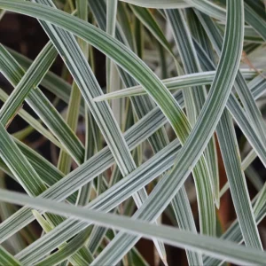 Set of 2 Aztec Grass Live Plants 4 inch Pot - Ornamental Border Grass - Image 2