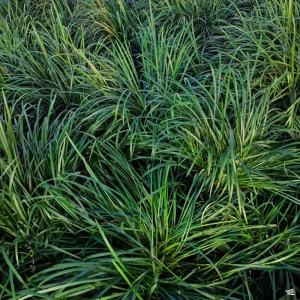 Set of 2 Mondo Grass Live Plants – 4in Nursery Pots – Outdoor Groundcover - Image 2