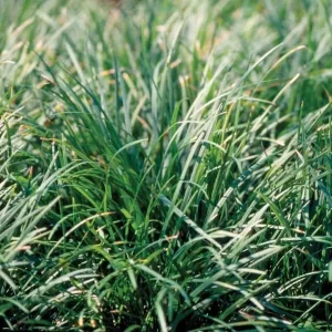 Set of 2 Mondo Grass Live Plants – 4in Nursery Pots – Outdoor Groundcover - Image 3