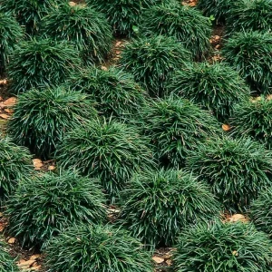 Set of 2 Mondo Grass Live Plants – 4in Nursery Pots – Outdoor Groundcover - Image 1