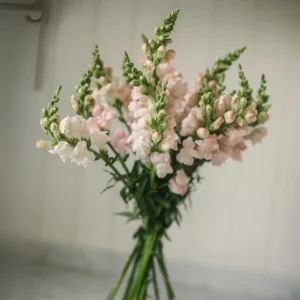 Silver Snapdragon Seeds - 30 Seeds - Cold Resistant Cut Flowers - Image 10