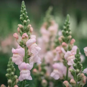 Silver Snapdragon Seeds - 30 Seeds - Cold Resistant Cut Flowers - Image 11