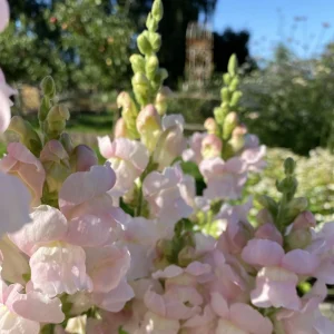 Silver Snapdragon Seeds - 30 Seeds - Cold Resistant Cut Flowers - Image 12