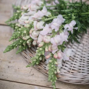 Silver Snapdragon Seeds - 30 Seeds - Cold Resistant Cut Flowers - Image 13