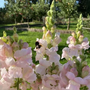 Silver Snapdragon Seeds - 30 Seeds - Cold Resistant Cut Flowers - Image 14