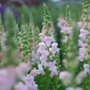 Silver Snapdragon Seeds - 30 Seeds - Cold Resistant Cut Flowers - Image 2