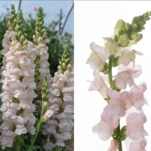 Silver Snapdragon Seeds - 30 Seeds - Cold Resistant Cut Flowers - Image 3