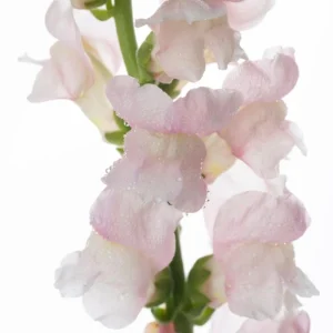 Silver Snapdragon Seeds - 30 Seeds - Cold Resistant Cut Flowers - Image 4