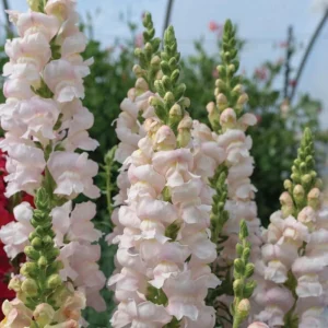 Silver Snapdragon Seeds - 30 Seeds - Cold Resistant Cut Flowers - Image 5